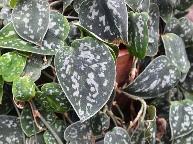 Scindapsus pictus on eräänlainen scindapsus.