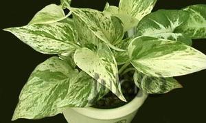  Epipremnum aureum - стайно растение на снимката