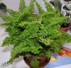 House fern is a small attractive plant