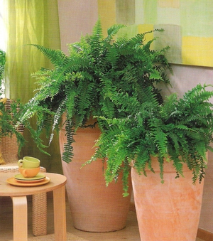 An attractive potted fern will decorate any windowsill.