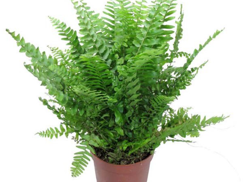 Fern Nephrolepis - en slags dekorativ ormbunke