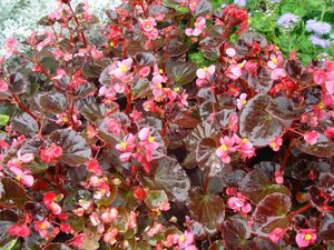 Le bégonia à floraison constante peut décorer votre parterre de fleurs toute la saison