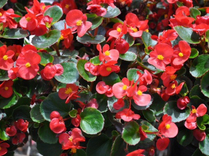 Le bégonia en fleur est très beau