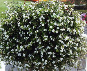 Plantando bacopa