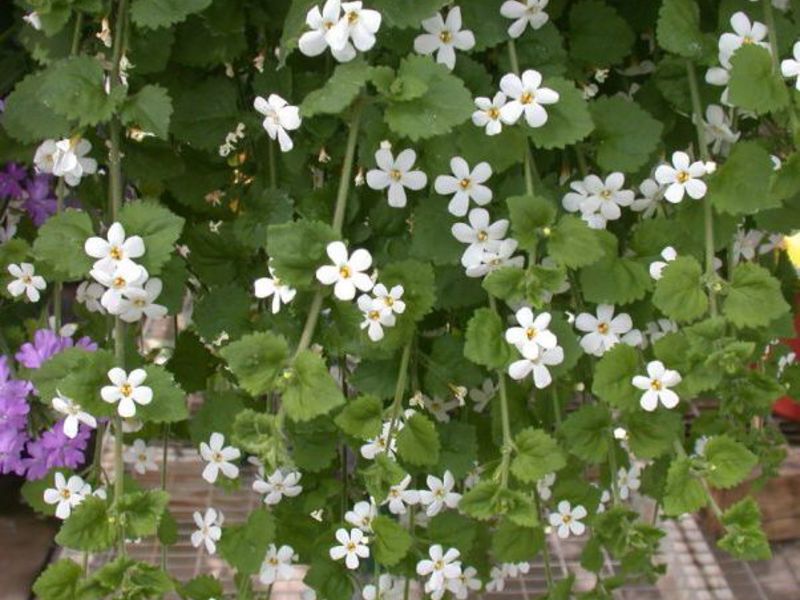 Bacopa arbusto para jardins e varandas