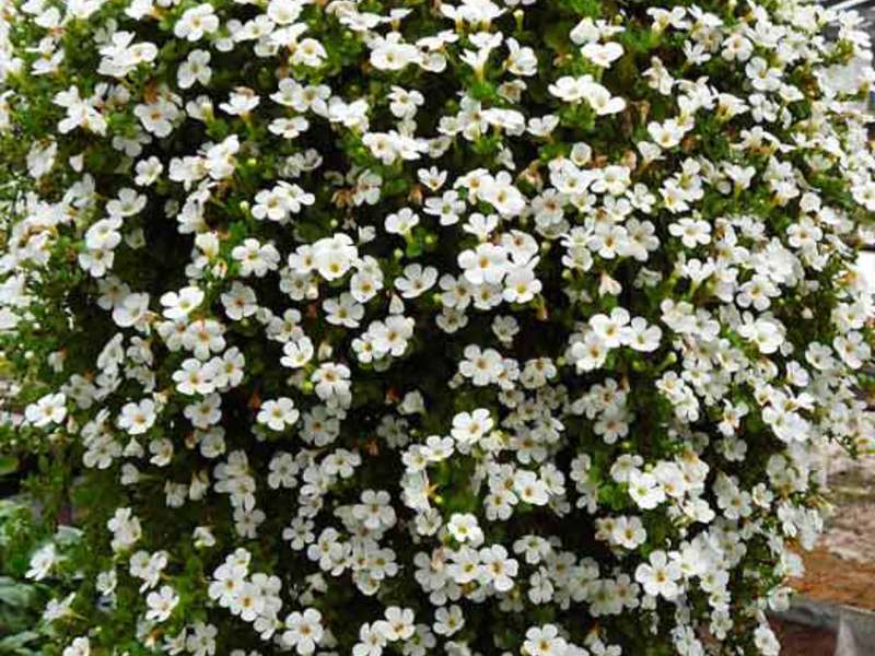 Seed Bacopa