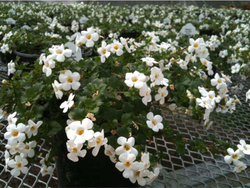 Bacopa florescendo