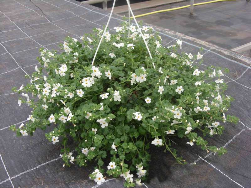 Bacopa é uma das novas plantas de cesta suspensa