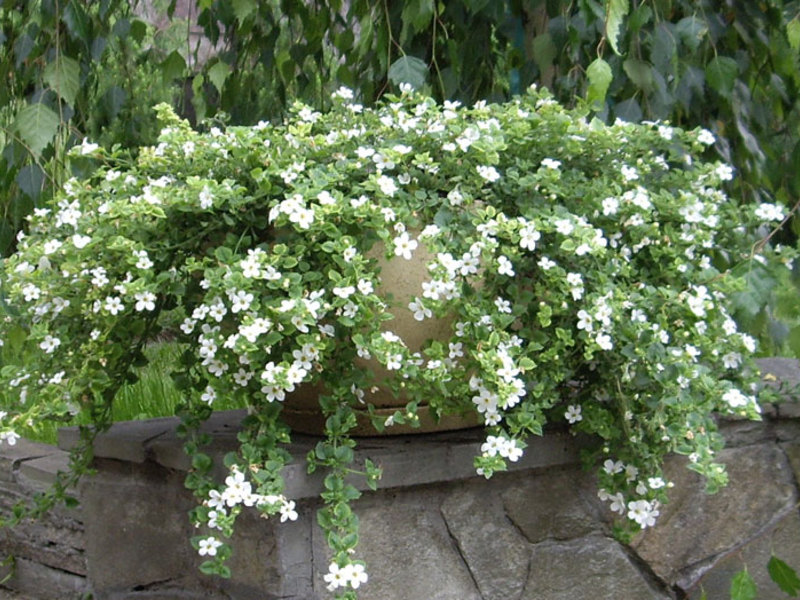 Wie man Bacopa pflanzt