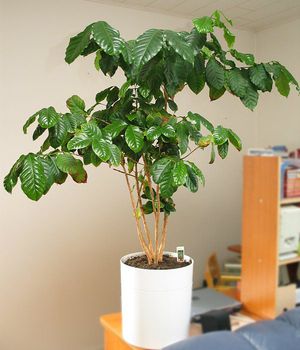 Com cultivar un arbre de cafè