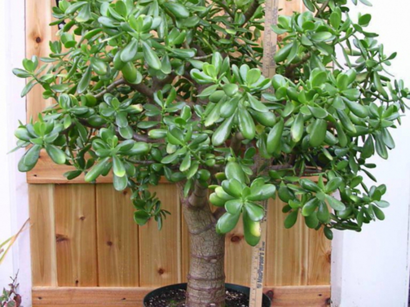 Árbol del dinero en la casa