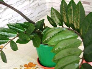 Flor de zamioculcas