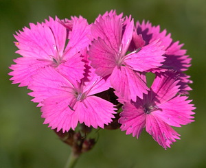 Carnation variety