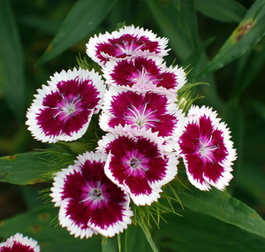 How to grow a garden carnation