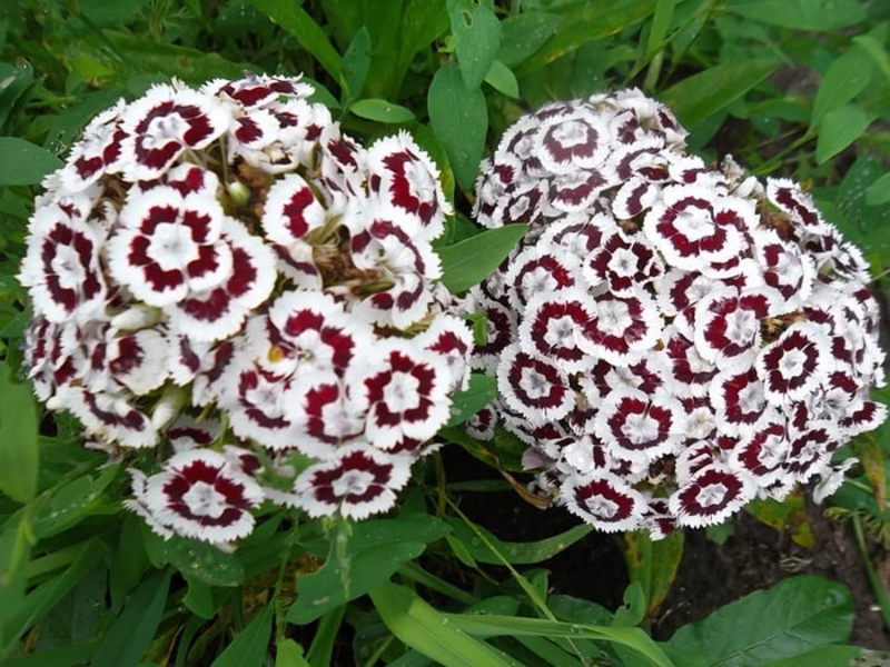 Blomstrende nellike