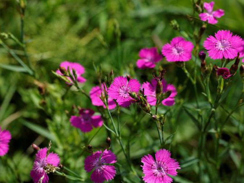 Varietats de clavells de jardí