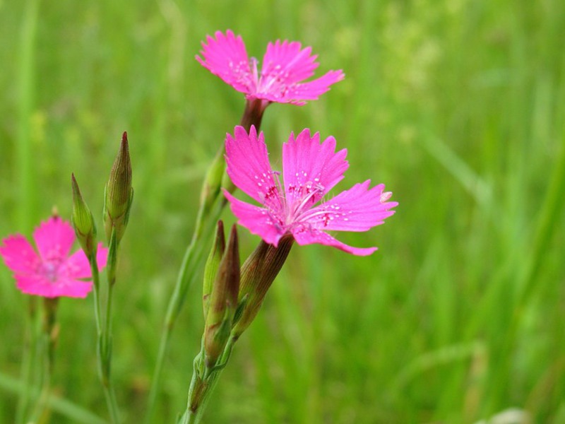 Tuin Bloemen Anjer