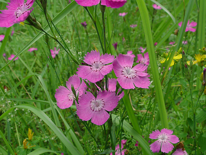 Mga uri ng carnation