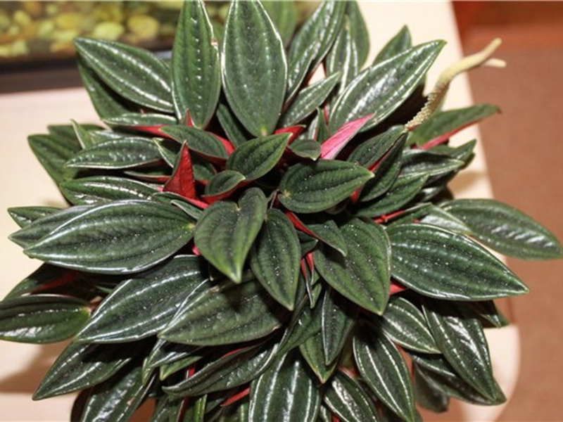 Peperomia-bloemsoort