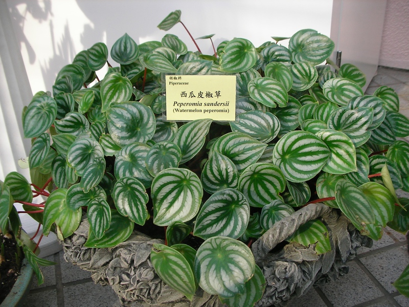 Peperomia roślin domowych