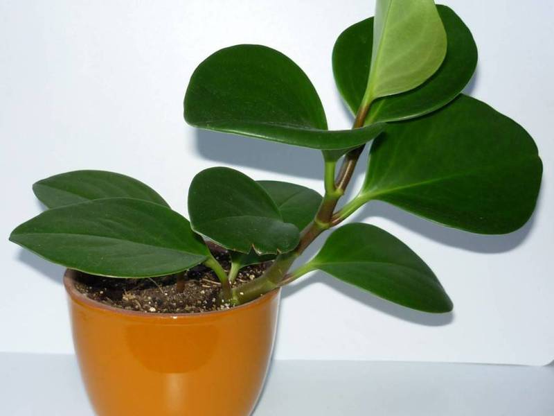 Peperomia em casa