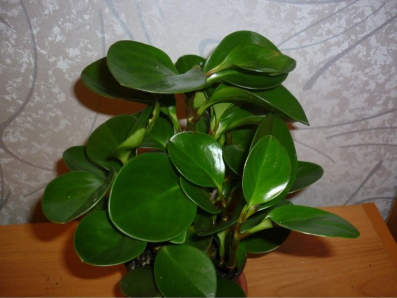 ความหลากหลายของ peperomia ในร่ม