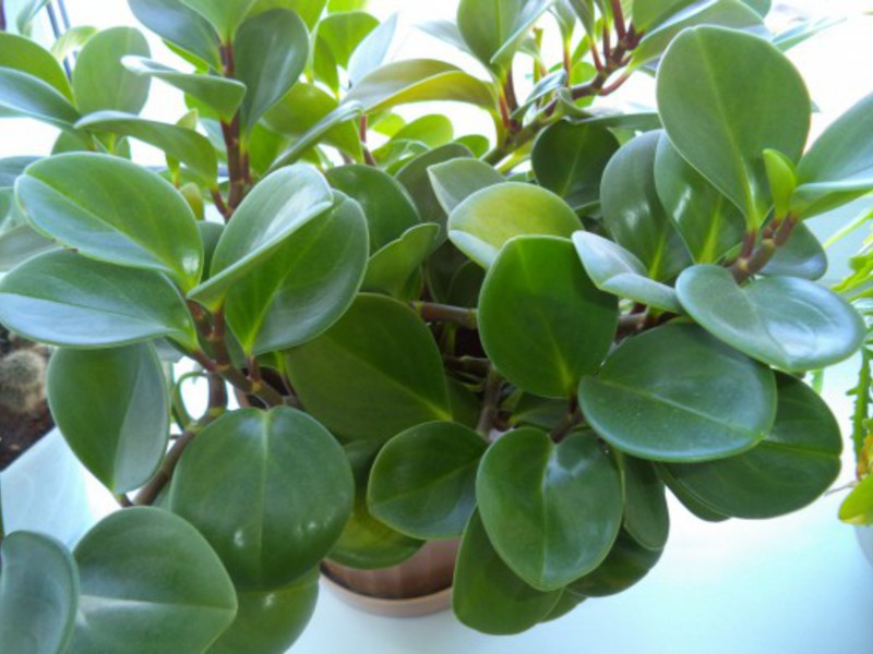 Pagtutubig peperomia