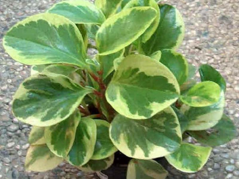 Trasplante de peperomia