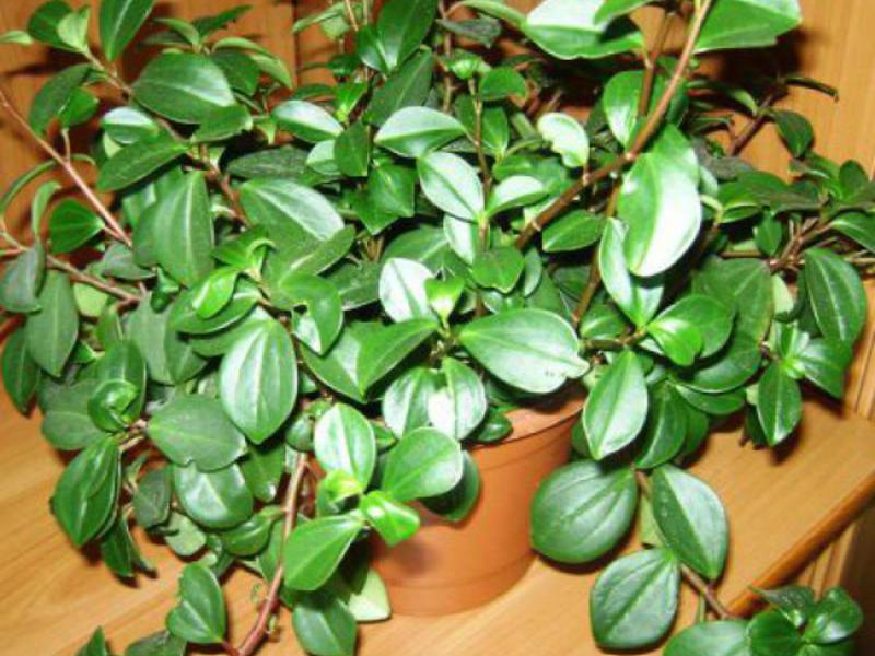 Peperomia thuis