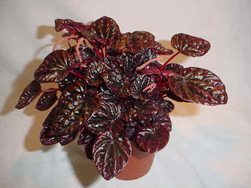 Peperomia وأصنافه