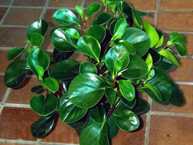 Peperomia และคุณสมบัติของการดูแลเธอ