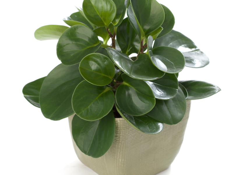 Peperomia interna