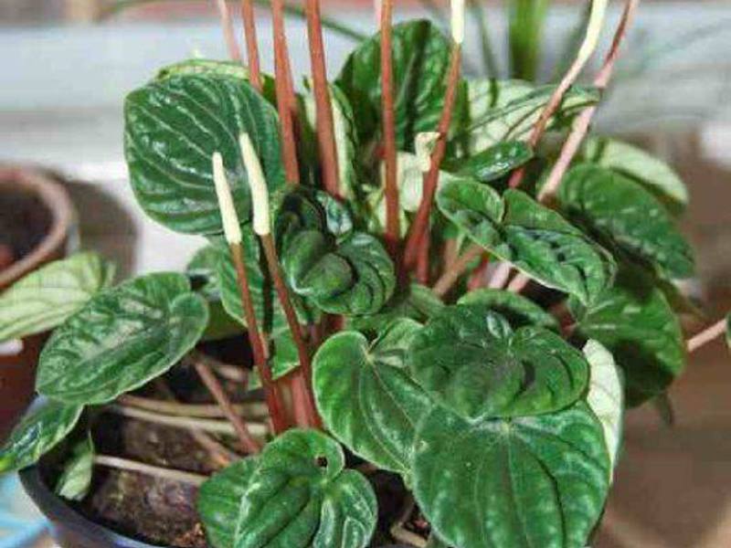 Peperomia และประเภทของมัน