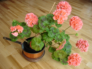 Ako pestovať pelargonium a pelargónie