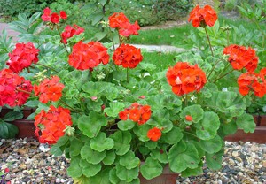 Hvad er forskellen mellem pelargonium og geranium