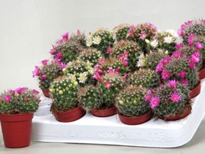 Cacti - ปาฏิหาริย์ที่เต็มไปด้วยหนาม