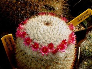 Irrigation and watering a cactus