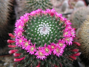 Φροντίδα και καλλιέργεια του κάκτου Mammillaria