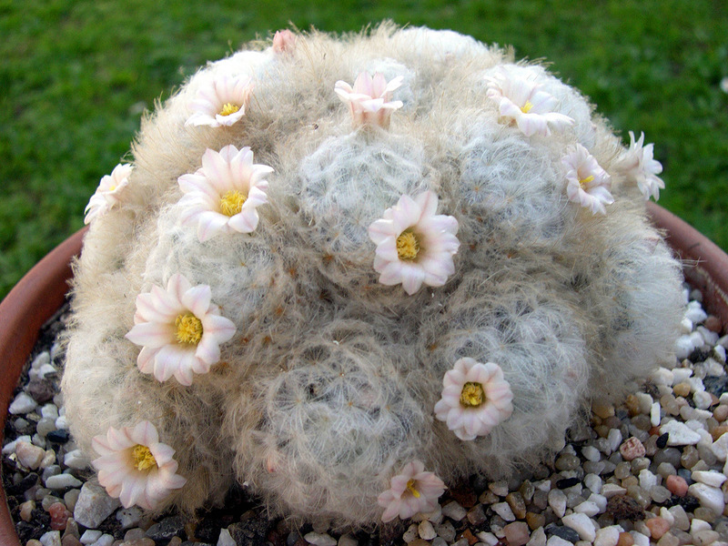 Condicions per al cultiu de cactus