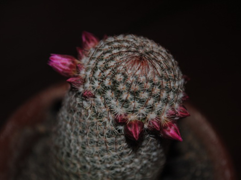 Què agrada la llum als cactus?