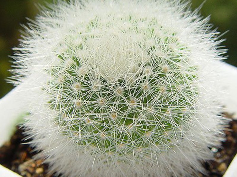 Features of the mammillaria cactus