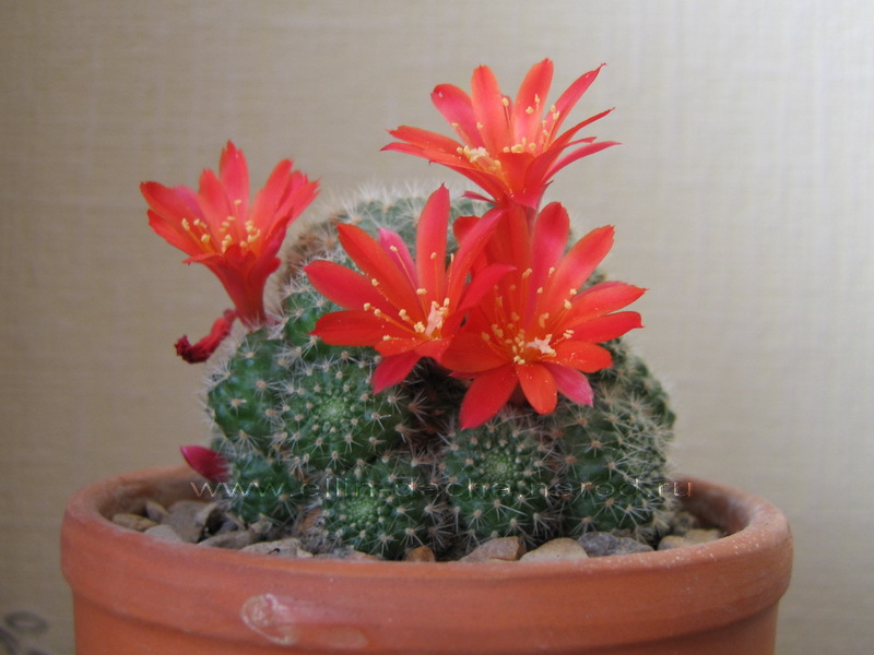 Mammillaria - mazs kaktuss