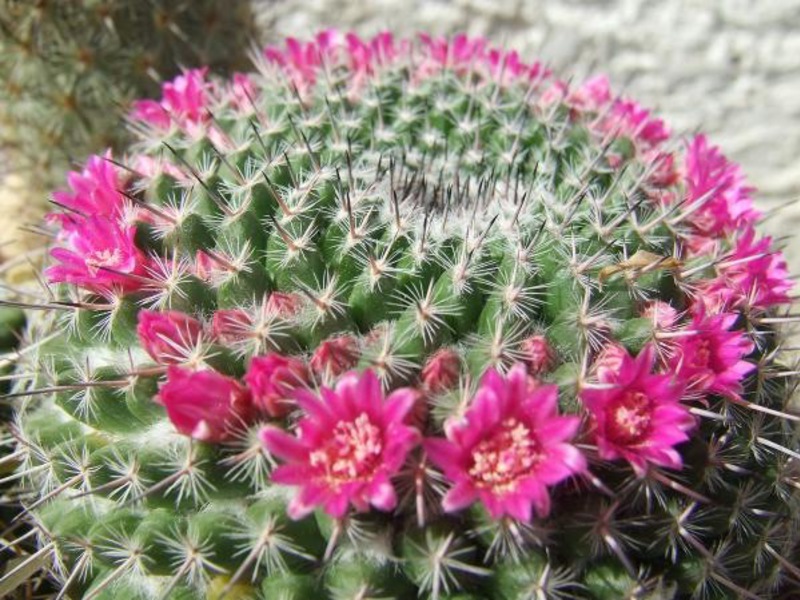 I piccoli cactus hanno la forma di una palla