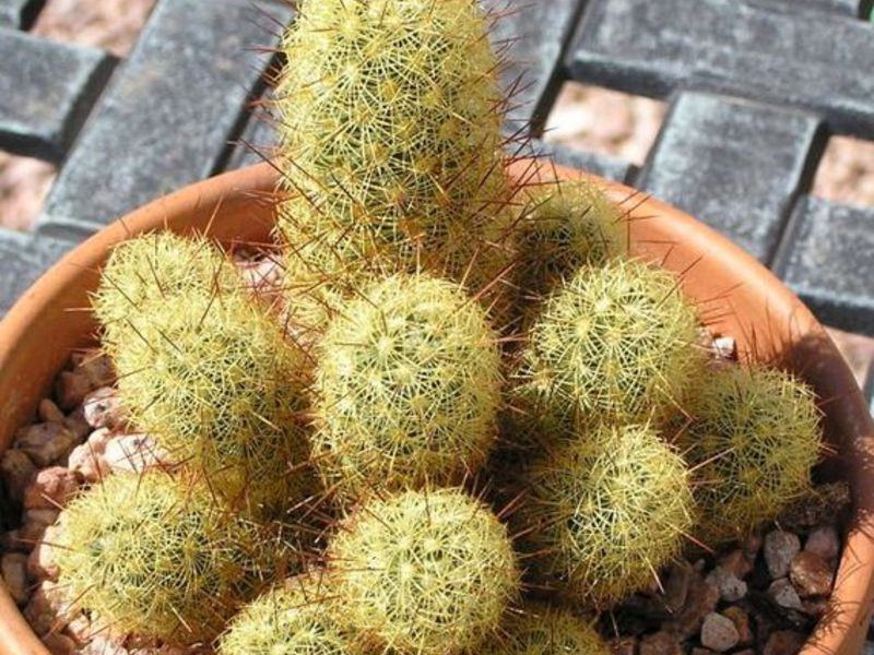 Mammillaria kaktusa kopšana un audzēšana