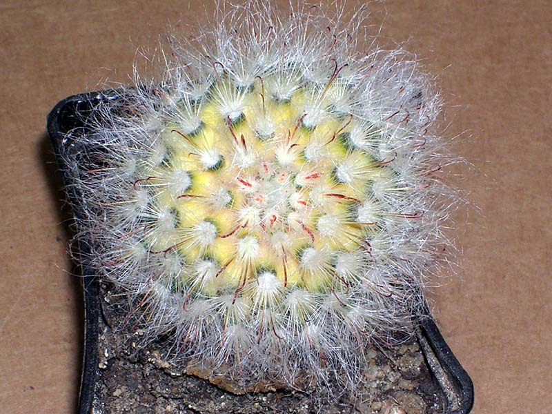 How the Mammillaria cactus blooms