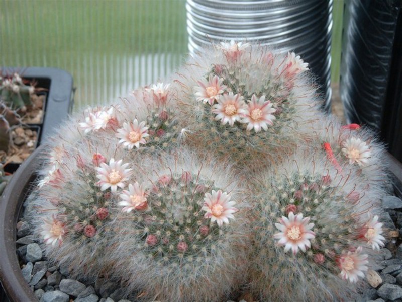 Cactus variety