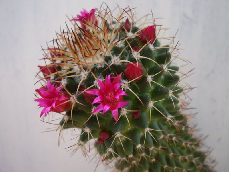 Característiques de la cura d’un cactus