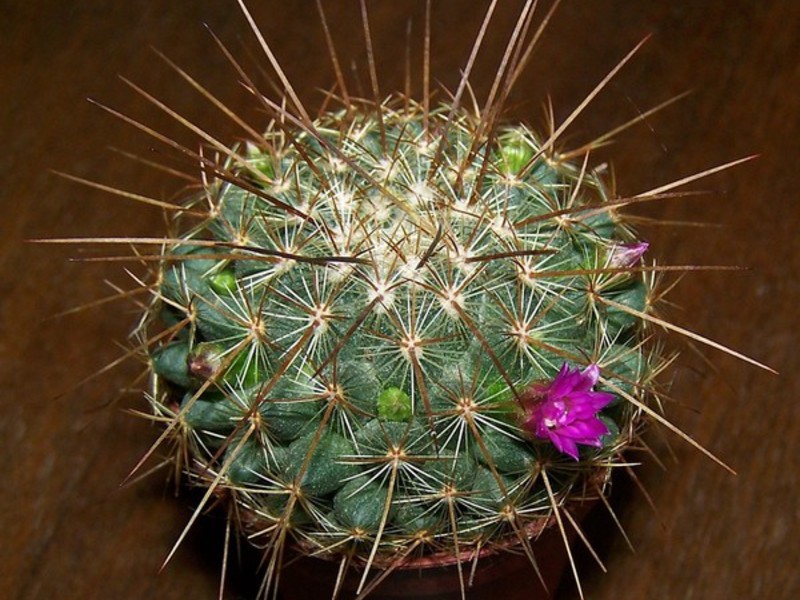 Mammillaria - pequeno cacto