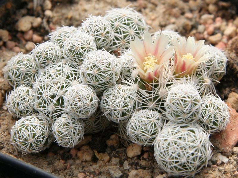 Os talentos decorativos dos cactos da neve.