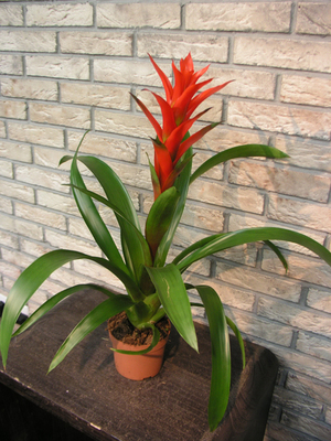 Cuidado especial para guzmania